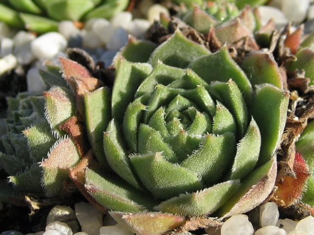 cantabricum ssp. cantabricum from Cuevas del Sil