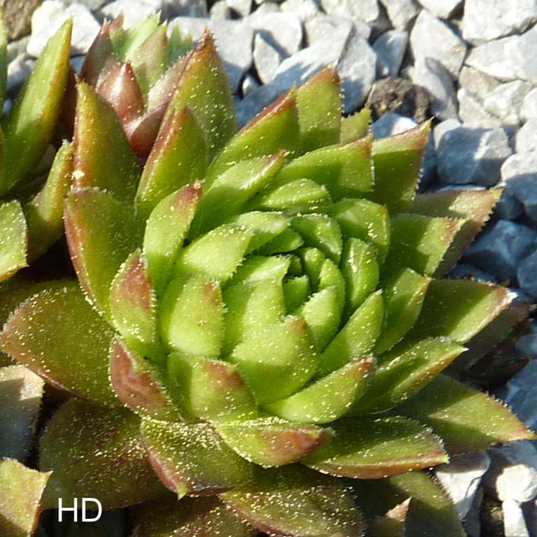 globiferum ssp. hirtum (tatrensis) from Czerwone Skaly