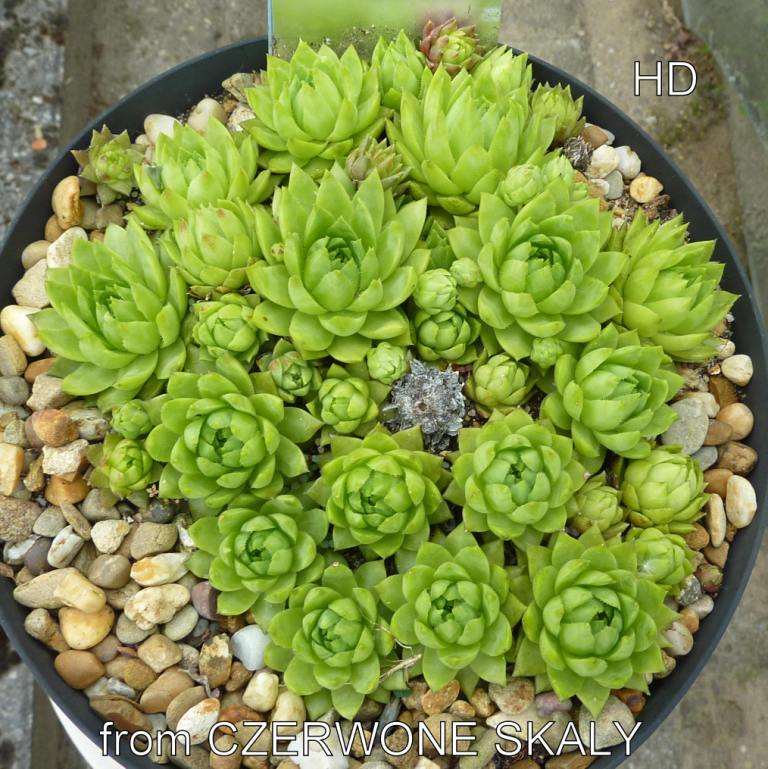 globiferum ssp. hirtum (tatrensis) from Czerwone Skaly
