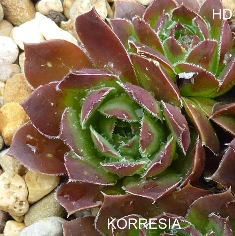 Korresia / Jovi