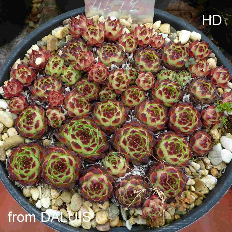 calcareum from Daluis