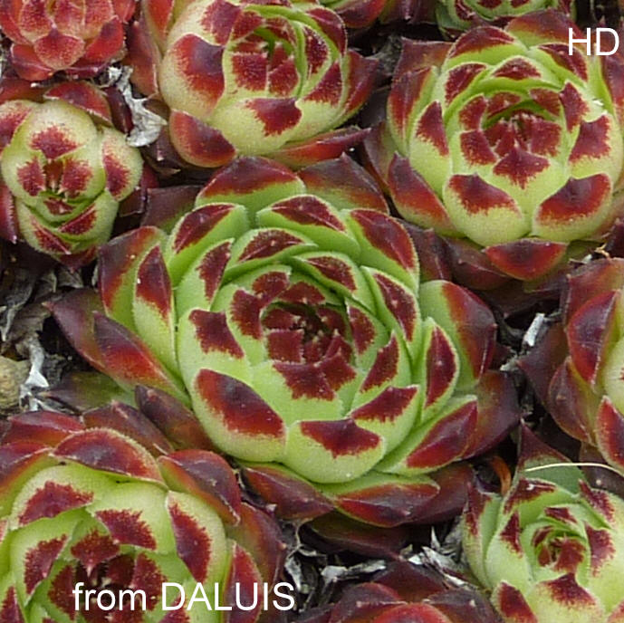 calcareum from Daluis
