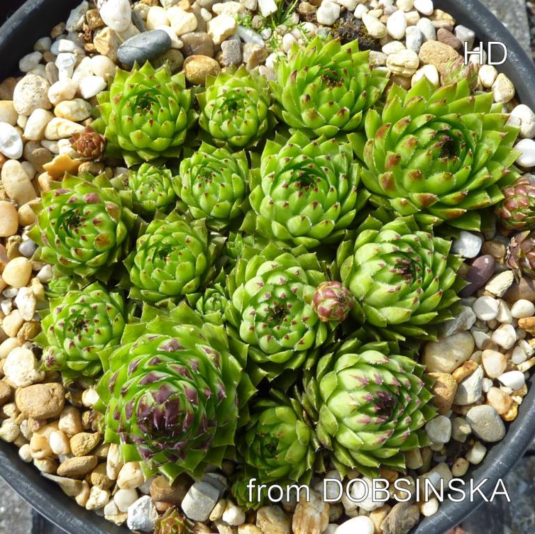 globiferum ssp. hirtum from Dobsinska Masa