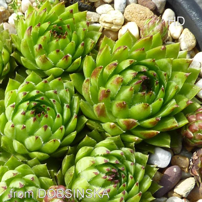 globiferum ssp. hirtum from Dobsinska Masa