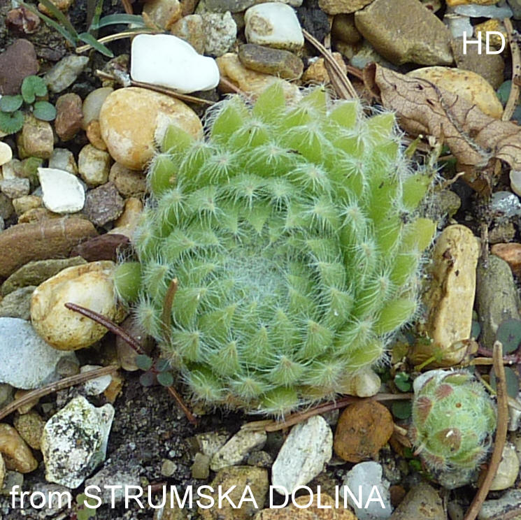 ciliosum from Strumska Dolina