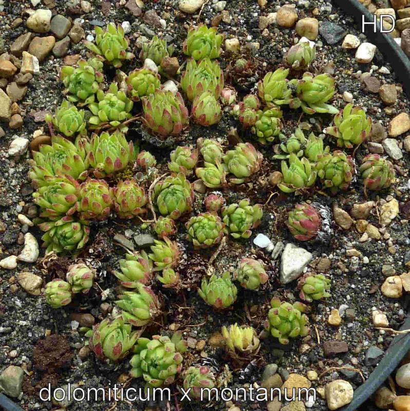 dolomiticum x S. montanum