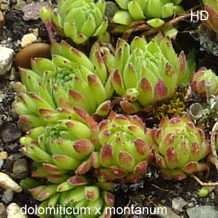 dolomiticum x S. montanum