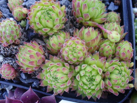 dolomiticum x S. montanum