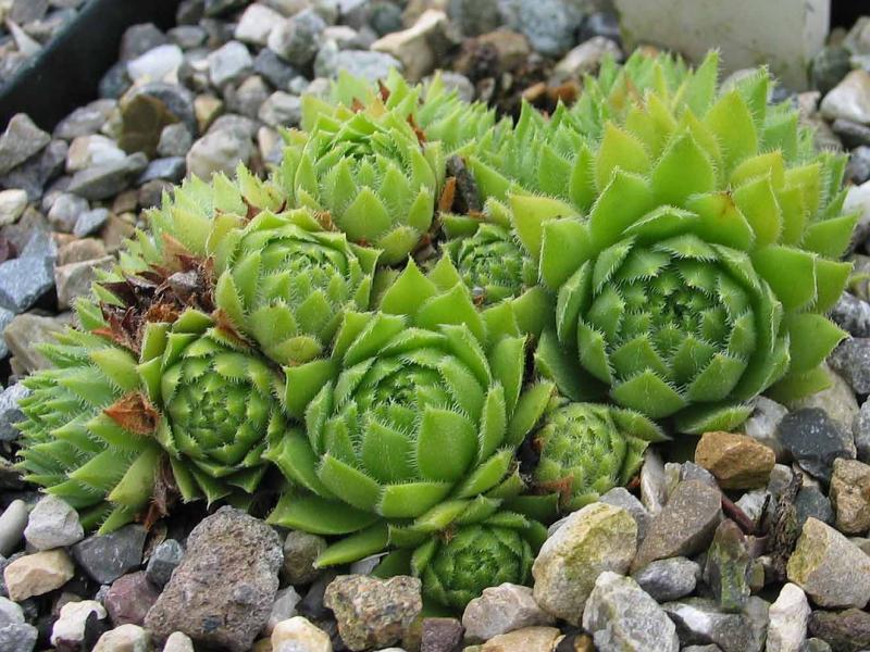 dolomiticum x S. wulfenii