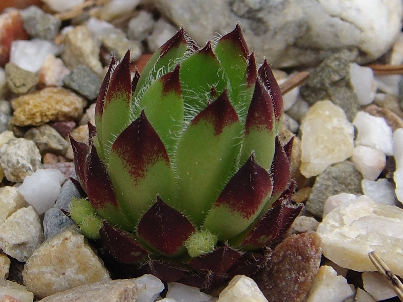 dolomiticum