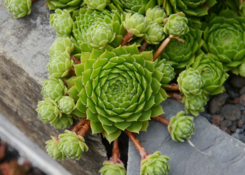 dolomiticum
