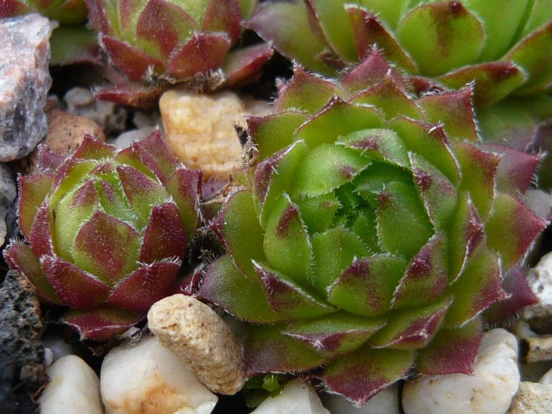 dolomiticum