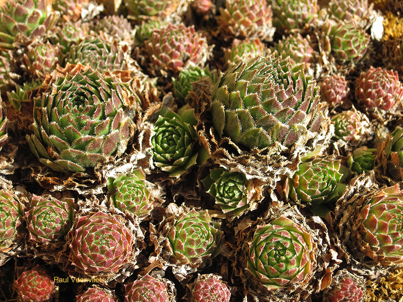 dolomiticum