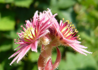 dolomiticum