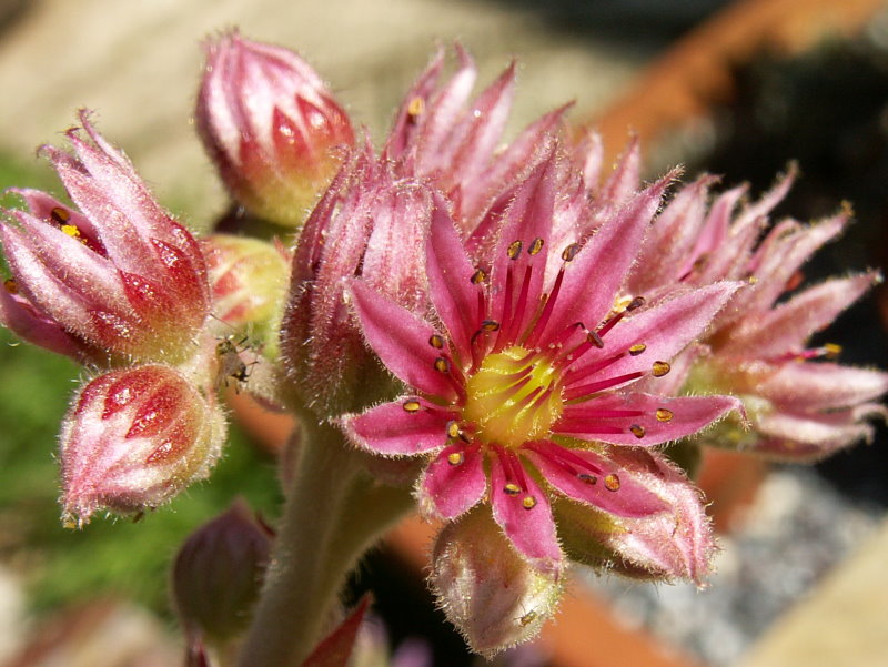 dolomiticum