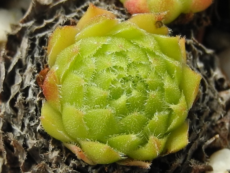 dolomiticum