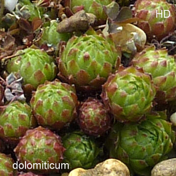 dolomiticum