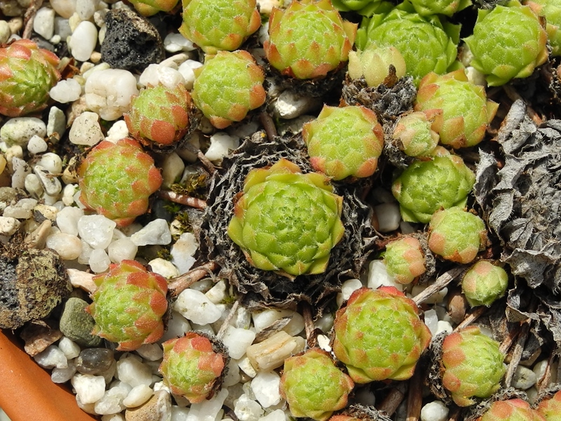 dolomiticum