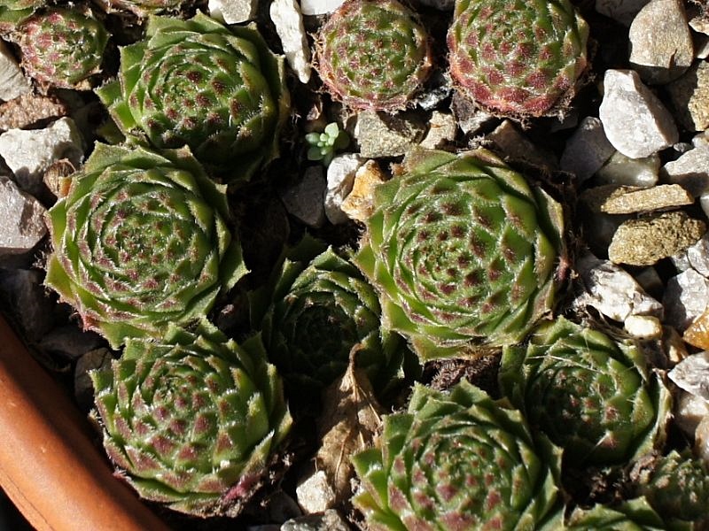 dolomiticum