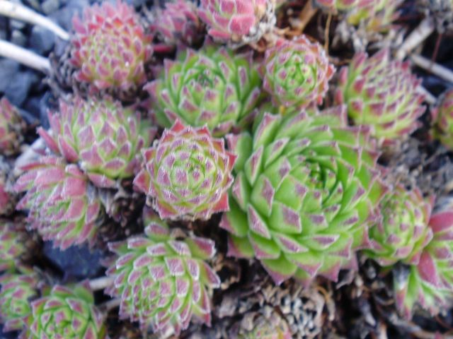 dolomiticum
