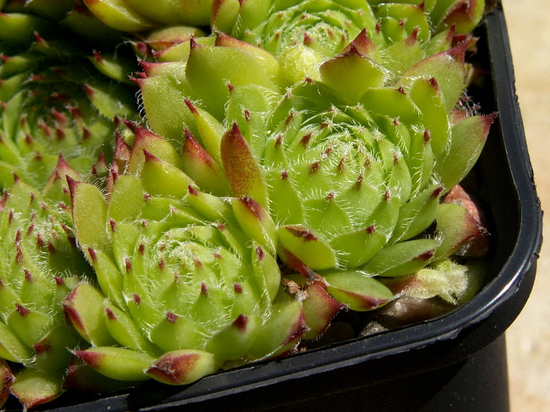 dolomiticum