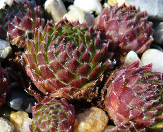 dolomiticum