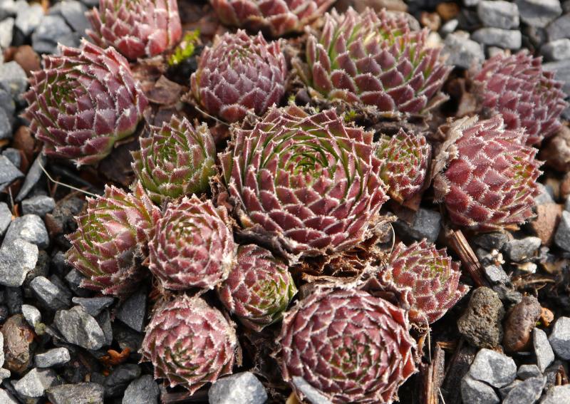 dolomiticum