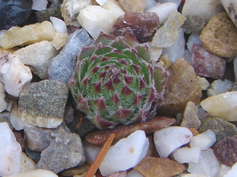dolomiticum