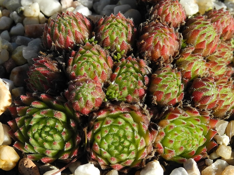 dolomiticum x S. montanum