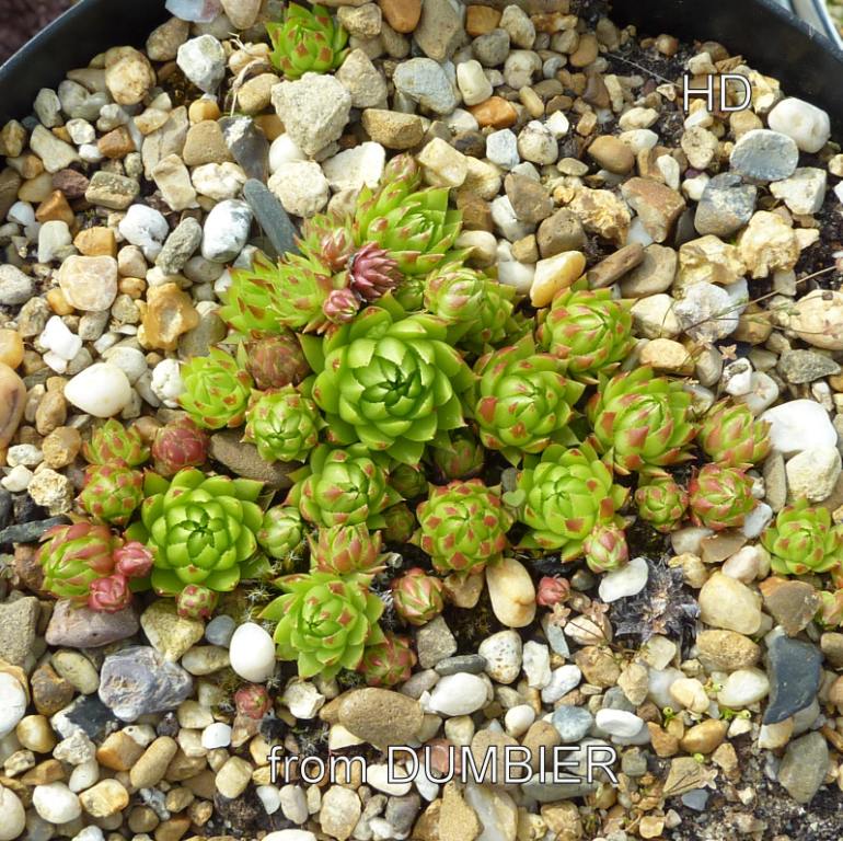 globiferum ssp. hirtum (tatrensis) from Ďumbier