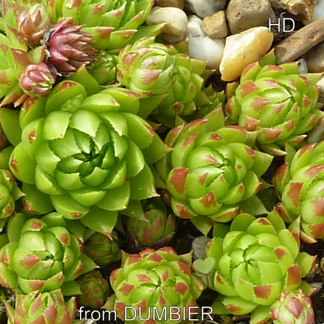 globiferum ssp. hirtum (tatrensis) from Ďumbier