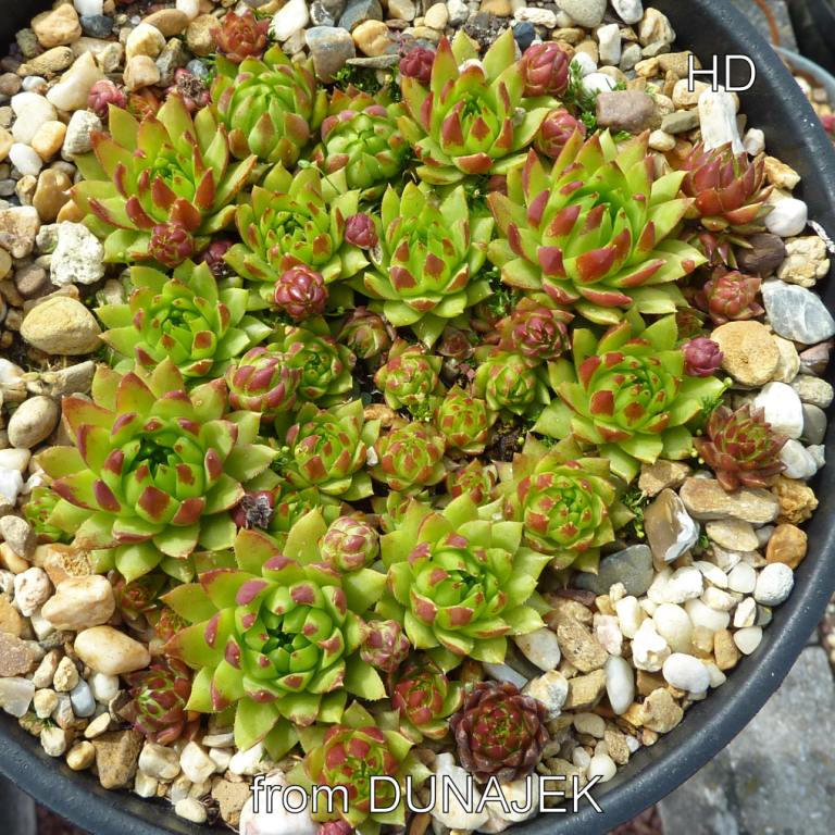 globiferum ssp. hirtum from Dunajec-Durchbruch
