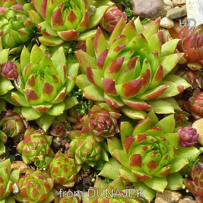 globiferum ssp. hirtum from Dunajec-Durchbruch