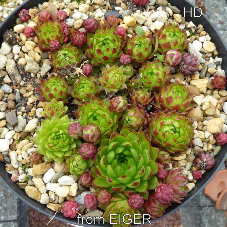 globiferum ssp. hirtum from Eiger