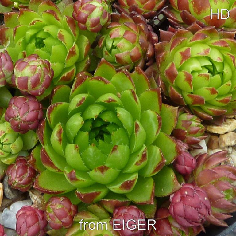 globiferum ssp. hirtum from Eiger