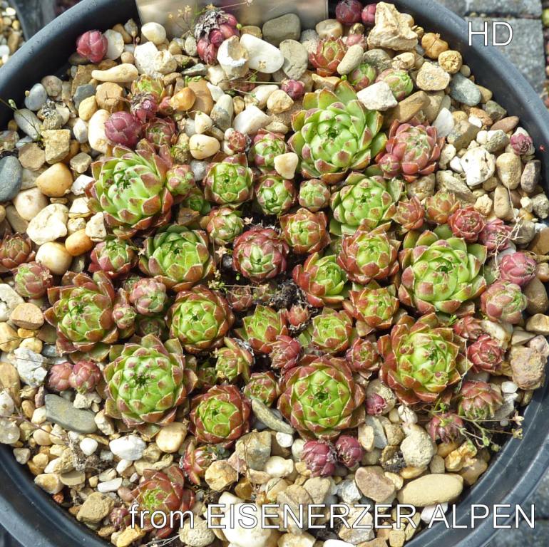 globiferum ssp. hirtum from Eisenerzer Alpen