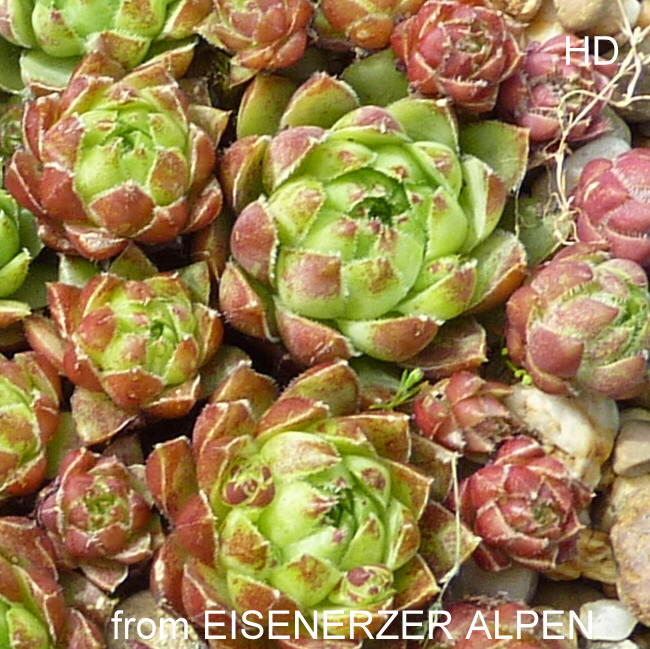 globiferum ssp. hirtum from Eisenerzer Alpen