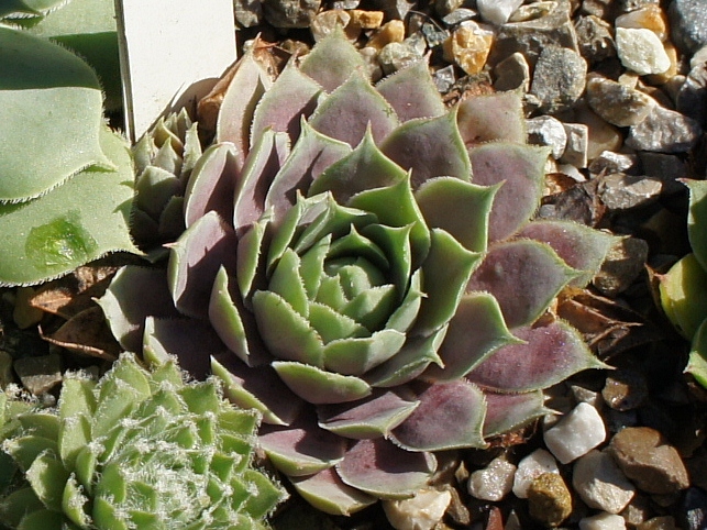 sp. from Epinel
