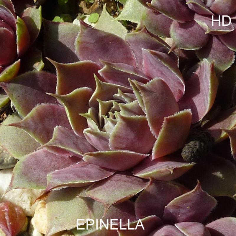sp. from Epinel