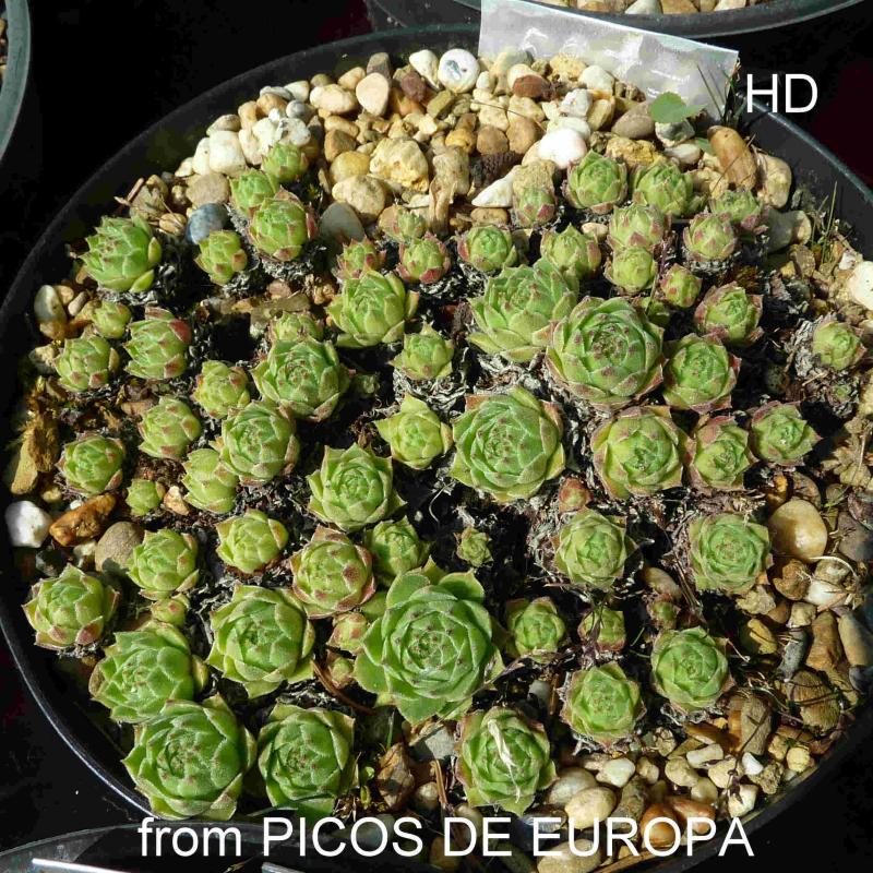 cantabricum ssp. cantabricum from Picos de Europa