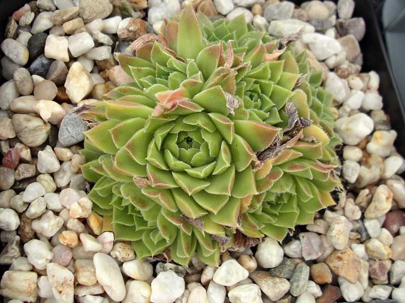 heuffelii from Pelister