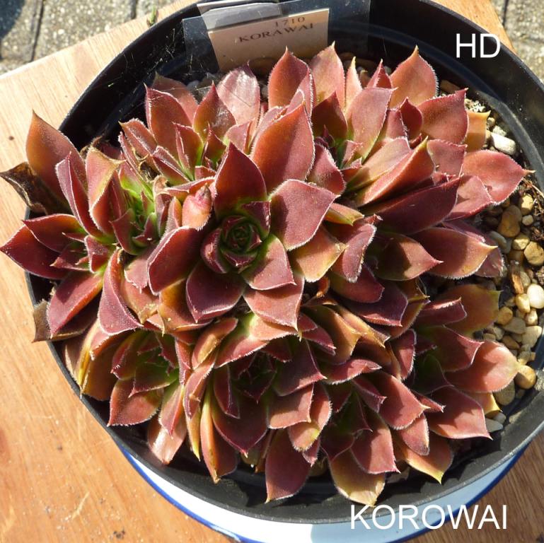 Korowai / Jovi