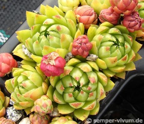 globiferum ssp. hirtum from Falere
