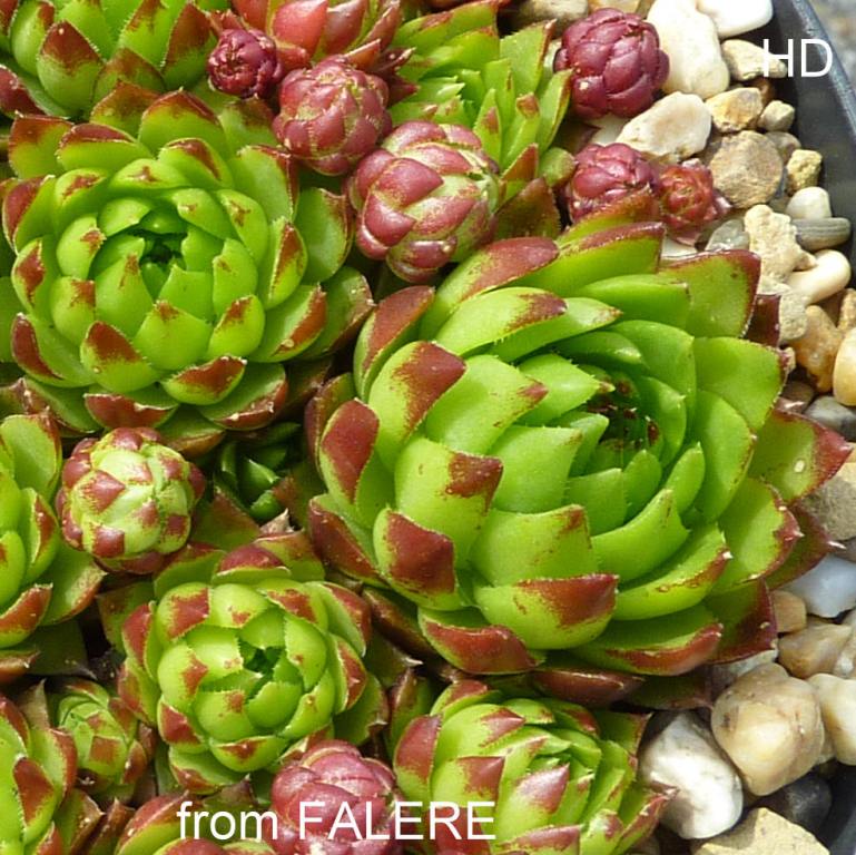 globiferum ssp. hirtum from Falere