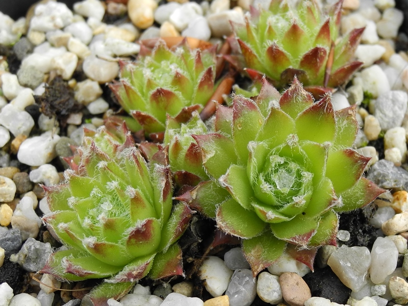 fauconnetii (x thompsonii)