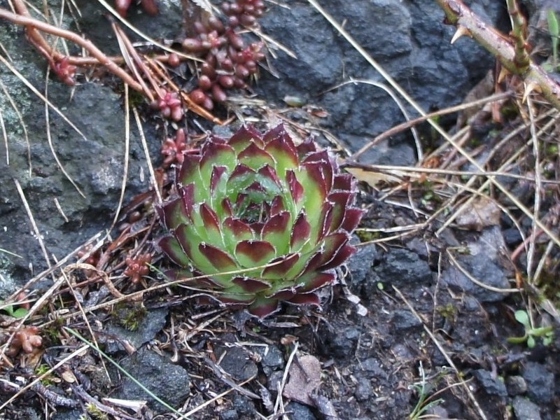 fauconnetii from Villnösstal (bei St. Jakob)