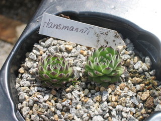 fauconnetii (x hausmannii)