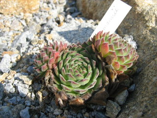 fauconnetii (x hausmannii)