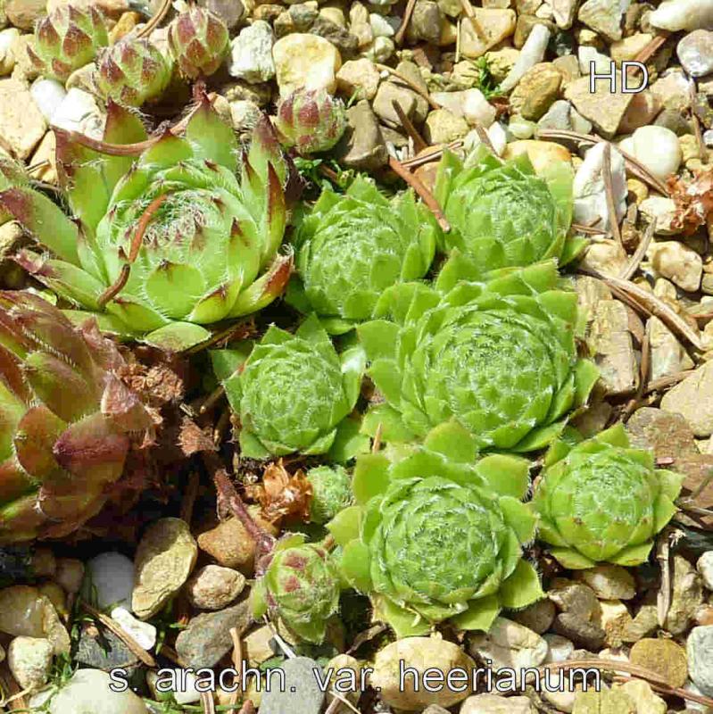 fauconnetii (x heerianum)