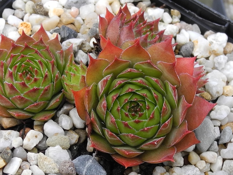 fauconnetii (x penicillatum)